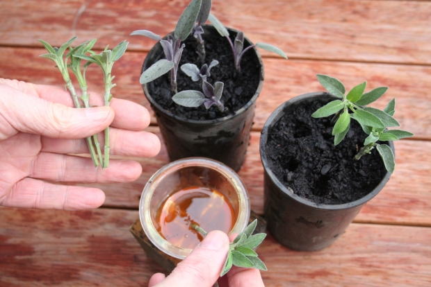 How to grow plants from tip cuttings